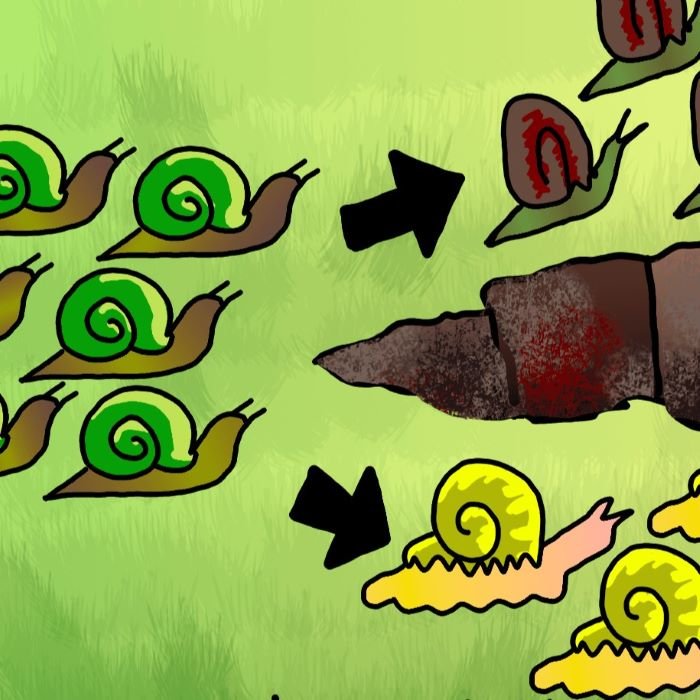 Crtež puževa koji se razdvajaju na dvije grupe