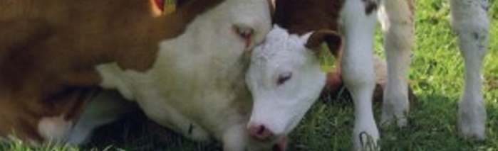 Organizacijska kultura za smanjenje emisije štetnih plinova