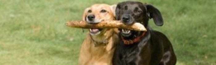 Timski rezultat je važniji od pojedinačnog