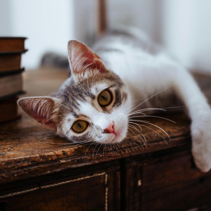 Mačka se odmara na komodi