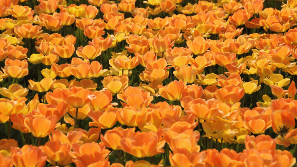 gdje je nestalo postovanje i1200