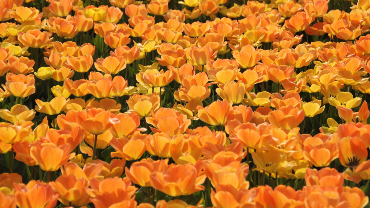 gdje je nestalo postovanje i1200