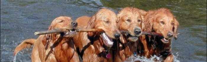 osnazite tim za postizanje rezultata i1200