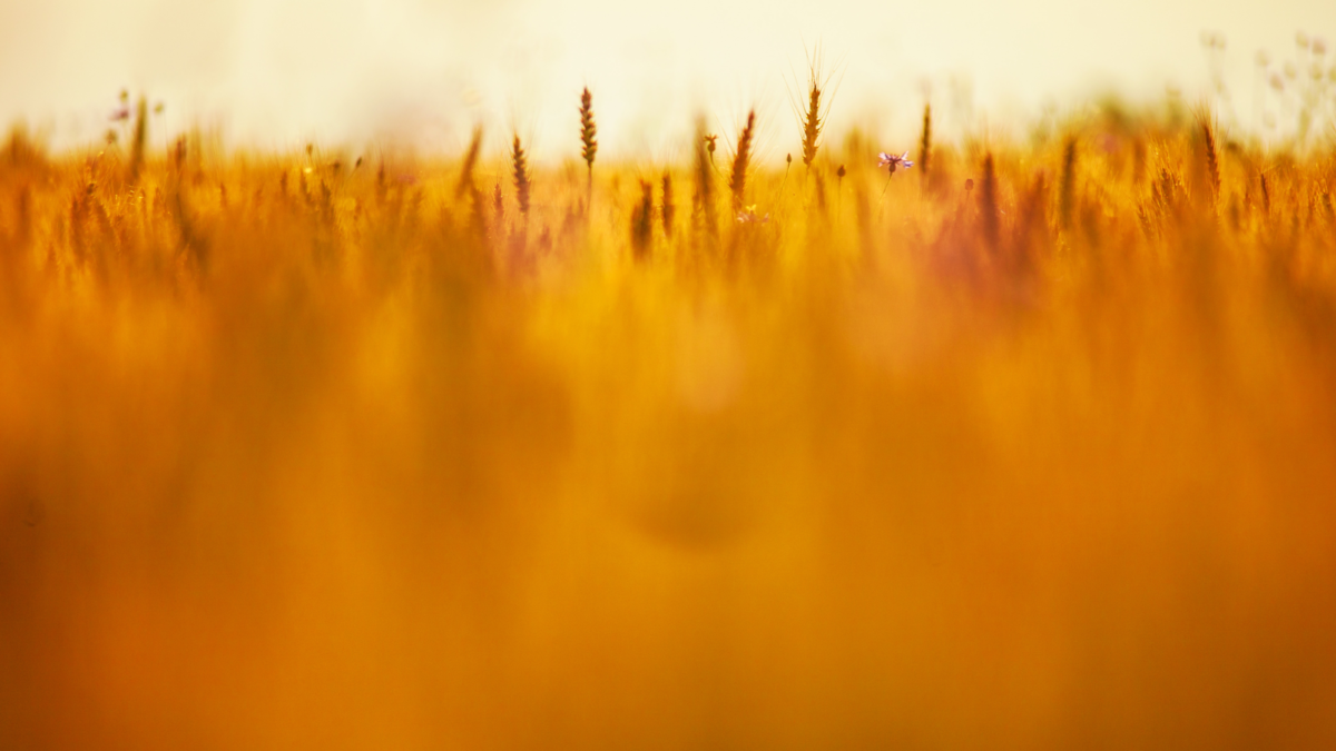 place menadzera ovise o njihovom rezultatu i1200