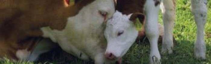 rjesenje za proizvodnju hrane i1200