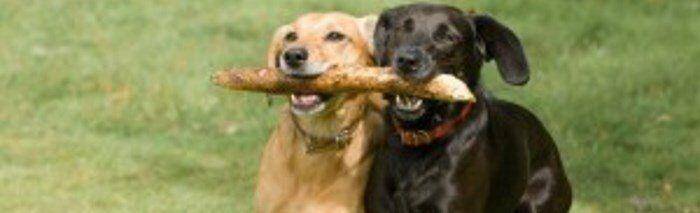 tim usmjeren na zajednicki bonus daje rezultat i1200