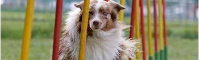 vitalni sastojci za dugorocan rast i1200