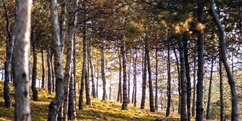 Zašto su ljudi sretni dok kupuju te kako pristupiti kupovini
